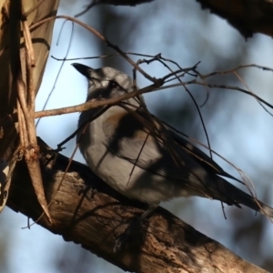 Colluricincla harmonica at Majura, ACT - 14 Aug 2021 04:44 PM