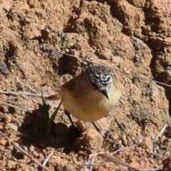 Acanthiza chrysorrhoa (Yellow-rumped Thornbill) at Ginninderry Conservation Corridor - 15 Aug 2021 by Sammyj87