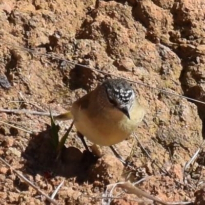 Acanthiza chrysorrhoa (Yellow-rumped Thornbill) at Holt, ACT - 15 Aug 2021 by Sammyj87