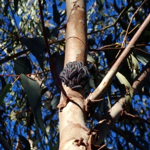 Perga sp. (genus) at Majura, ACT - 14 Aug 2021