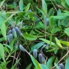 Billardiera heterophylla (Western Australian Bluebell Creeper) at Isaacs, ACT - 14 Aug 2021 by Mike