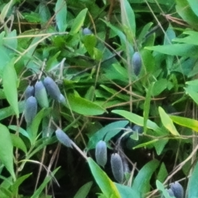 Billardiera heterophylla (Western Australian Bluebell Creeper) at Isaacs Ridge and Nearby - 14 Aug 2021 by Mike