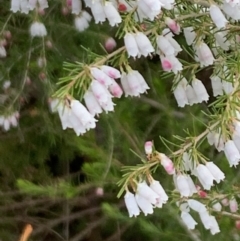 Erica lusitanica (Spanish Heath ) at Lawson, ACT - 16 Aug 2021 by Wendyp5