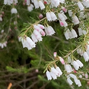 Erica lusitanica at Lawson, ACT - 16 Aug 2021