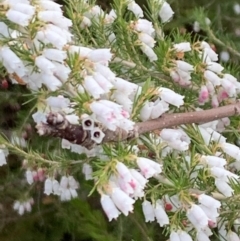 Erica lusitanica at Lawson, ACT - 16 Aug 2021