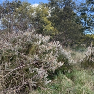 Erica lusitanica at Lawson, ACT - 16 Aug 2021 03:25 PM