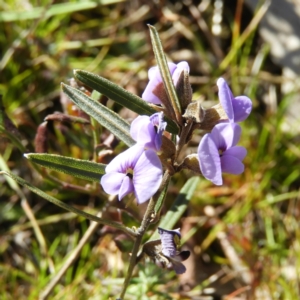 Hovea heterophylla at Kambah, ACT - 15 Aug 2021 02:36 PM