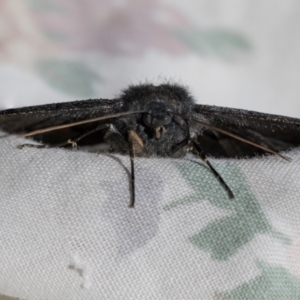 Melanodes anthracitaria at Higgins, ACT - 16 Aug 2021 02:08 PM