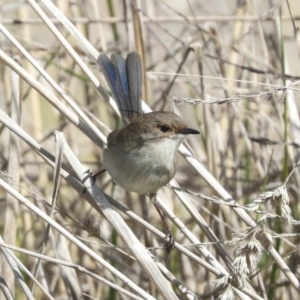 Malurus cyaneus at Fyshwick, ACT - 11 Aug 2021