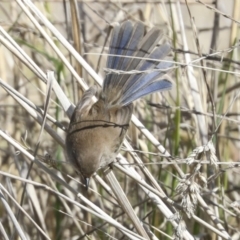 Malurus cyaneus at Fyshwick, ACT - 11 Aug 2021