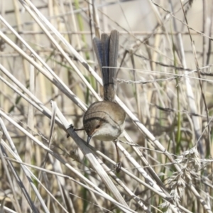 Malurus cyaneus at Fyshwick, ACT - 11 Aug 2021