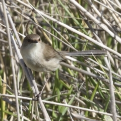 Malurus cyaneus at Fyshwick, ACT - 11 Aug 2021