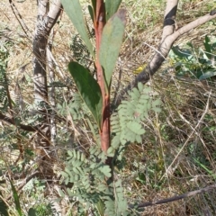 Acacia rubida (Red-leaved Wattle) at Cook, ACT - 16 Aug 2021 by drakes