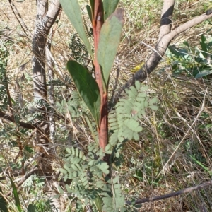 Acacia rubida at Cook, ACT - 16 Aug 2021