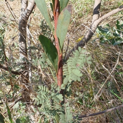 Acacia rubida (Red-stemmed Wattle, Red-leaved Wattle) at Cook, ACT - 16 Aug 2021 by drakes