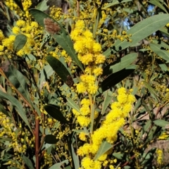 Acacia rubida at Cook, ACT - 16 Aug 2021