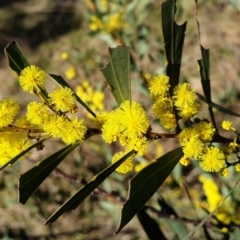 Acacia rubida at Cook, ACT - 16 Aug 2021