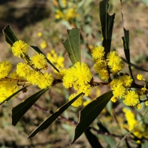 Acacia rubida at Cook, ACT - 16 Aug 2021