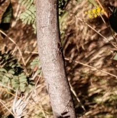 Acacia rubida at Cook, ACT - 16 Aug 2021