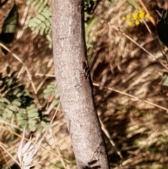 Acacia rubida at Cook, ACT - 16 Aug 2021 10:19 AM
