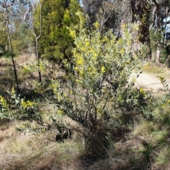 Acacia rubida at Cook, ACT - 16 Aug 2021