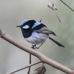 Malurus cyaneus (Superb Fairywren) at The Pinnacle - 9 Aug 2021 by AlisonMilton