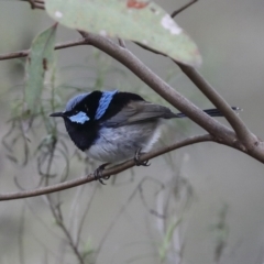 Malurus cyaneus at Hawker, ACT - 9 Aug 2021