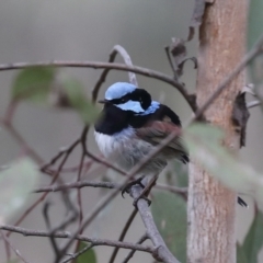 Malurus cyaneus at Hawker, ACT - 9 Aug 2021