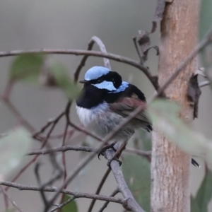 Malurus cyaneus at Hawker, ACT - 9 Aug 2021 01:21 PM