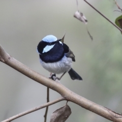 Malurus cyaneus at Hawker, ACT - 9 Aug 2021