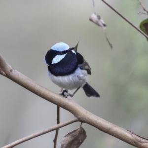 Malurus cyaneus at Hawker, ACT - 9 Aug 2021