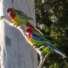 Platycercus eximius (Eastern Rosella) at Macarthur, ACT - 16 Aug 2021 by RodDeb