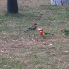 Platycercus eximius at Macarthur, ACT - 16 Aug 2021