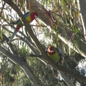 Platycercus eximius at Macarthur, ACT - 16 Aug 2021