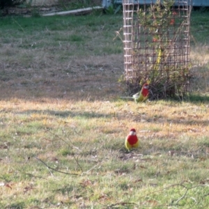 Platycercus eximius at Macarthur, ACT - 16 Aug 2021