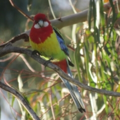 Platycercus eximius at Macarthur, ACT - 16 Aug 2021