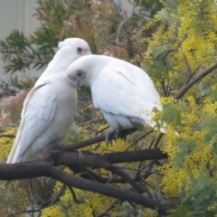 Cacatua sanguinea (Little Corella) at Macarthur, ACT - 16 Aug 2021 by RodDeb