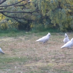 Cacatua sanguinea at Macarthur, ACT - 16 Aug 2021 04:33 PM