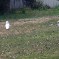 Cacatua sanguinea at Macarthur, ACT - 16 Aug 2021