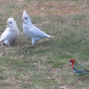 Cacatua sanguinea at Macarthur, ACT - 16 Aug 2021