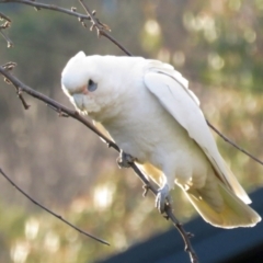 Cacatua sanguinea at Macarthur, ACT - 16 Aug 2021