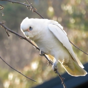 Cacatua sanguinea at Macarthur, ACT - 16 Aug 2021 04:33 PM