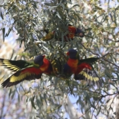 Trichoglossus moluccanus (Rainbow Lorikeet) at Hawker, ACT - 9 Aug 2021 by AlisonMilton