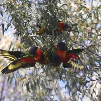 Trichoglossus moluccanus (Rainbow Lorikeet) at The Pinnacle - 9 Aug 2021 by AlisonMilton