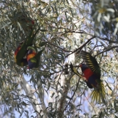 Trichoglossus moluccanus at Hawker, ACT - 9 Aug 2021