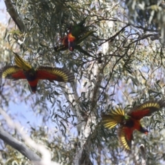 Trichoglossus moluccanus at Hawker, ACT - 9 Aug 2021 11:39 AM