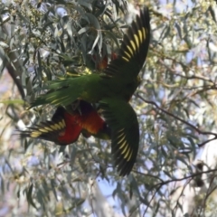 Trichoglossus moluccanus at Hawker, ACT - 9 Aug 2021 11:39 AM