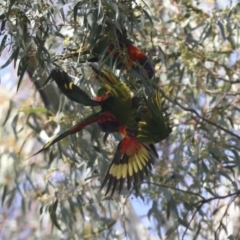 Trichoglossus moluccanus at Hawker, ACT - 9 Aug 2021 11:39 AM