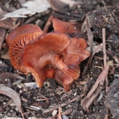 Laccaria sp. (Laccaria) at Lake Tuggeranong - 3 Aug 2021 by AlisonMilton