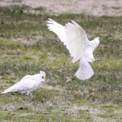 Cacatua sanguinea (Little Corella) at Greenway, ACT - 3 Aug 2021 by AlisonMilton